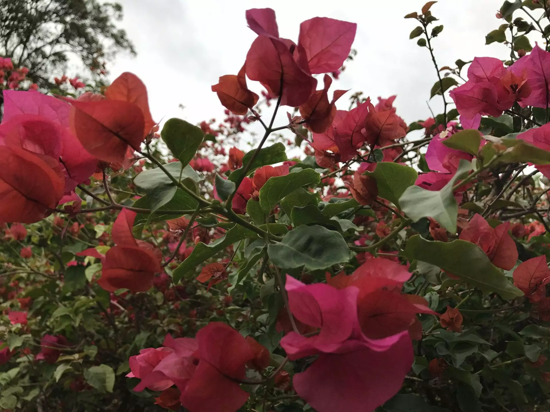 Bougainvillea Temple Fire 3 Bougainvillea Temple Fire