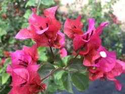Bougainvillea Temple Fire - 85mm -Plants in a Box Sales Shop IMG 1313 b24b7d92 fac4 4818 85ba 8346e9b5e5db