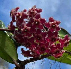 Hoya Pubicalyx 11 Hoya Pubicalyx -Plants in a Box Sales Shop IMG 1386