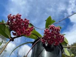 Hoya Pubicalyx - Pot + Plant + Soil -Plants in a Box Sales Shop IMG 1386 1