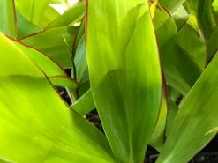Cordyline Mixed Pack -Plants in a Box Sales Shop IMG 1419