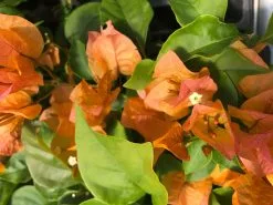 Bougainvillea Inca Gold