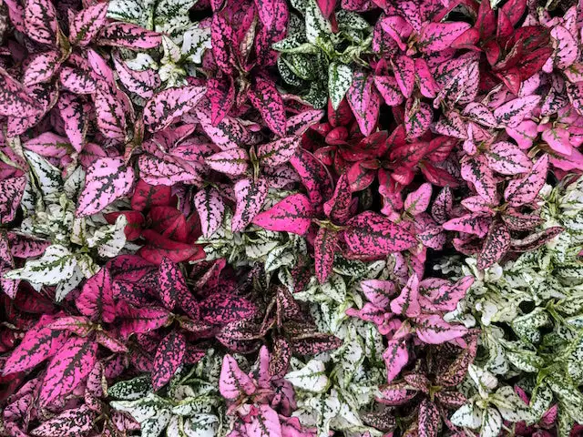 Hypoestes Splash Assorted Mix 6 Hypoestes Splash Assorted Mix - Image 4