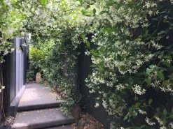 Star Jasmine Hedging Or Ground Cover Pack 17 Star Jasmine Hedging Or Ground Cover Pack -Plants in a Box Sales Shop IMG 1443