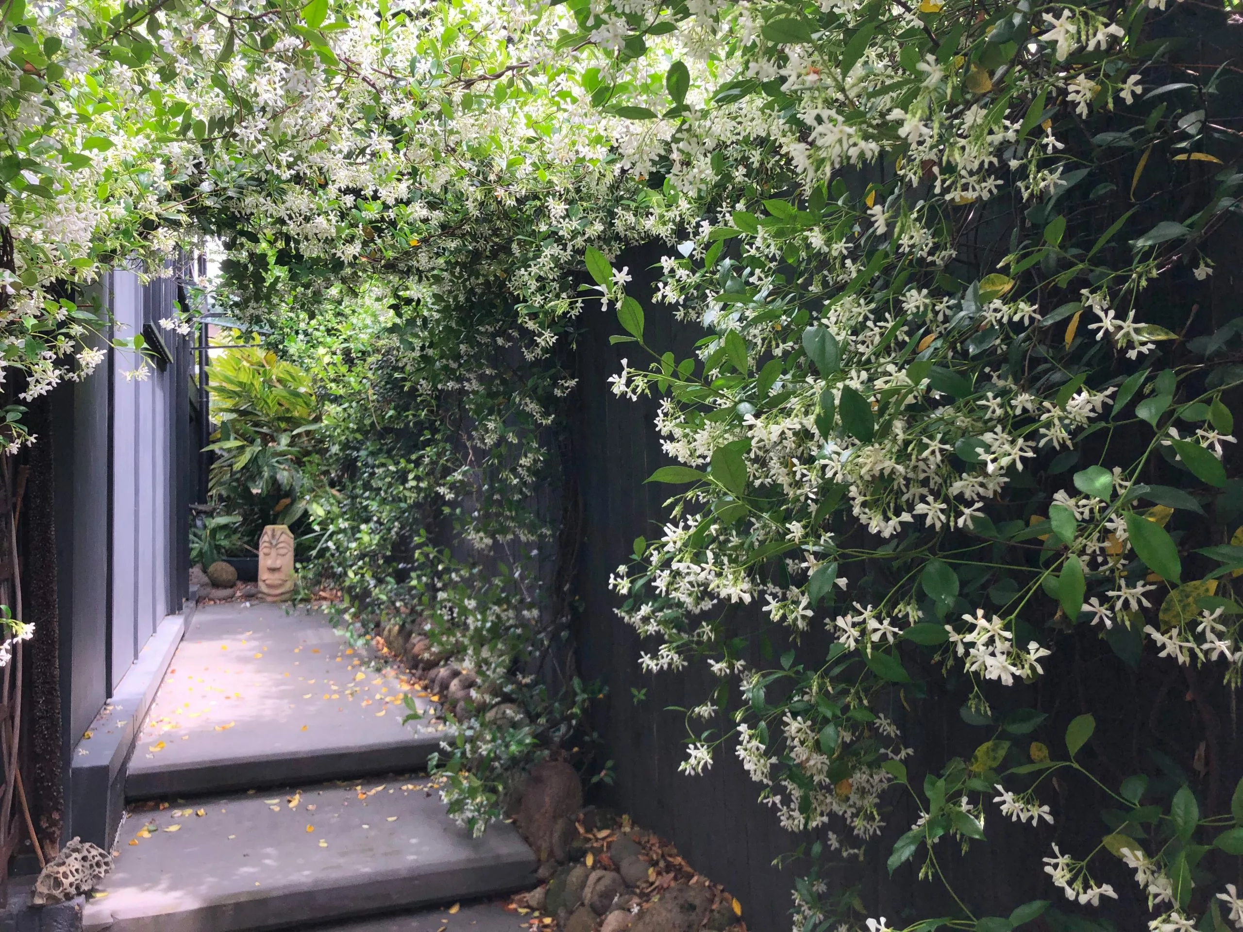 Star Jasmine Hedging Or Ground Cover Pack 8 Star Jasmine Hedging Or Ground Cover Pack - Image 6