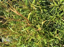 Leptospermum Petersonii Lemon Hedge -Plants in a Box Sales Shop IMG 1564 34c94c87 1560 4ccf 90c7 afd491df85bf