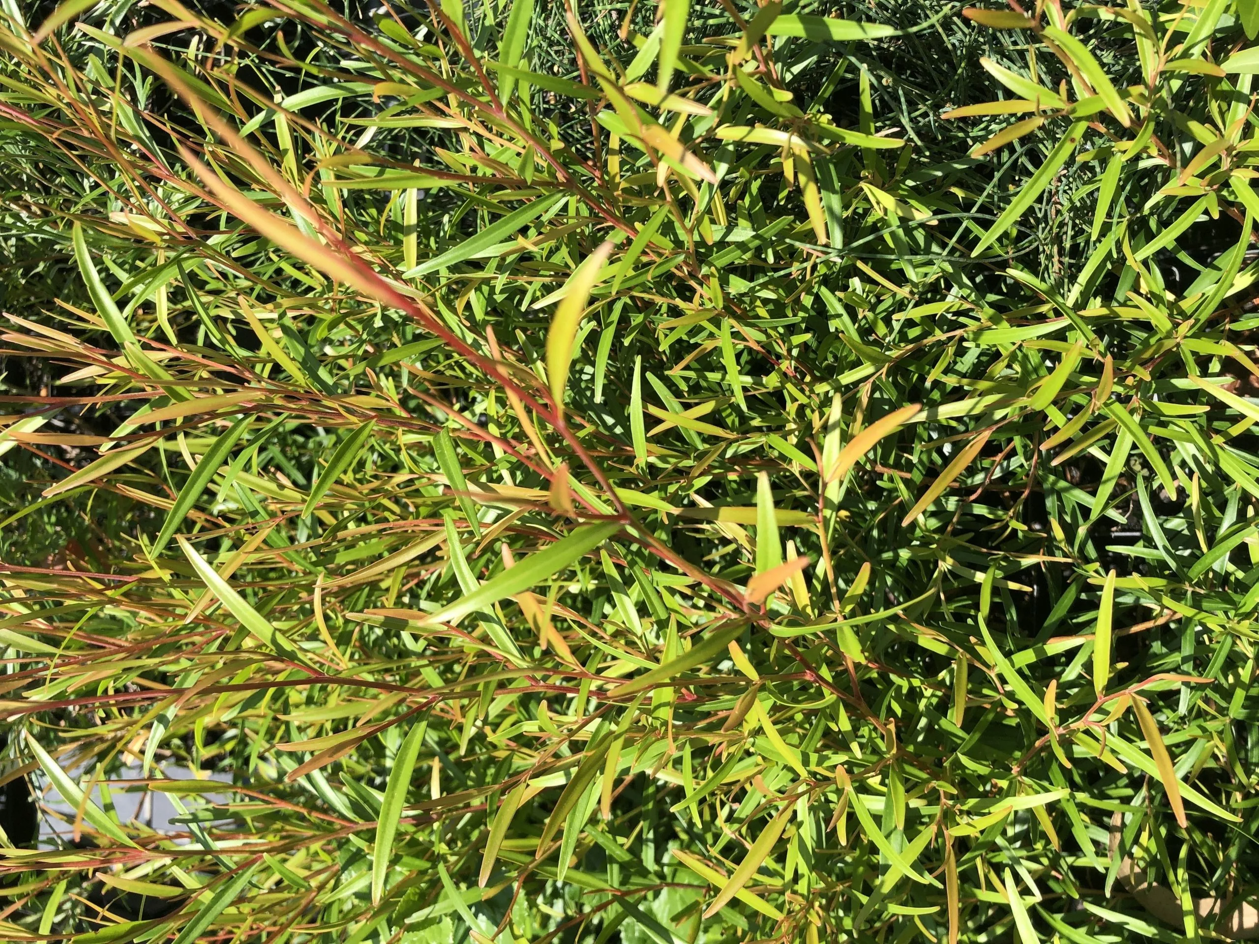 Leptospermum Petersonii - Lemon Scented Tea Tree 7 Leptospermum Petersonii - Lemon Scented Tea Tree - Image 5