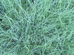 Festuca Glauca Varna -Plants in a Box Sales Shop IMG 1939 76d17f79 6391 44be 9ba1 2a3d2be6ca83