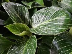 Philodendron Birkin - Pot + Plant + Soil -Plants in a Box Sales Shop IMG 20200206 144748