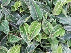 Aglaonema - Red Vein -Plants in a Box Sales Shop IMG 20200303 150429 521c4727 577e 43e5 bc34 6d973fd92890