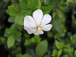 Gardenia Grandiflora Star -Plants in a Box Sales Shop IMG 2043 996bc2bb 1290 44ed a17c 600e8e58e2f6