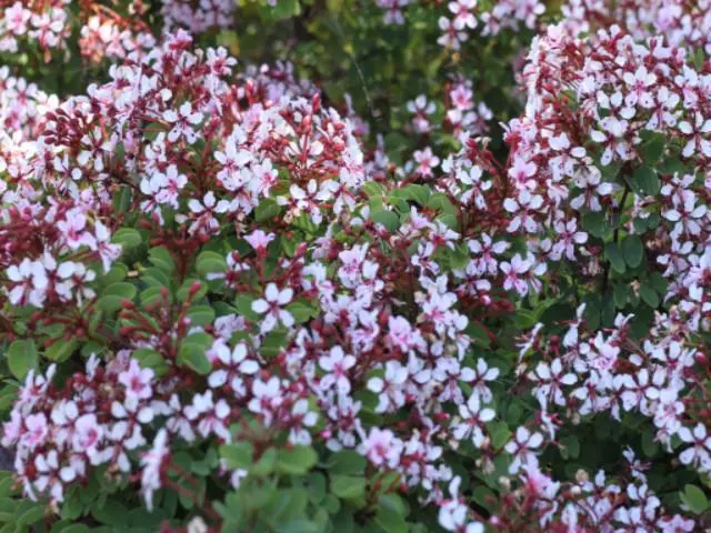 Bauhinia Corymbosa 4 Bauhinia Corymbosa - Image 2