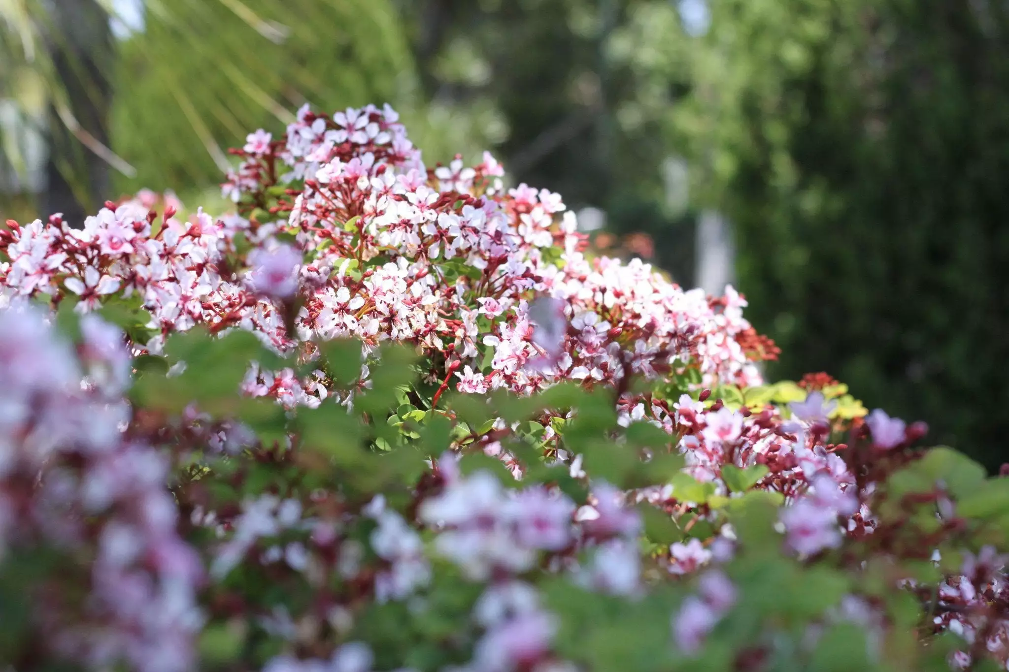Bauhinia Corymbosa 3 Bauhinia Corymbosa