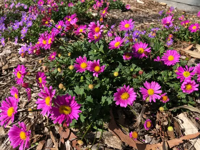 Brachyscome Multifida Fresco Candy 5 Brachyscome Multifida Fresco Candy - Image 3