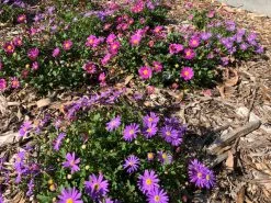 Brachyscome Fresco Purple -Plants in a Box Sales Shop IMG 2411 9a555837 5900 4c18 8bda e27f3e6925e3