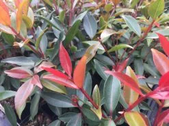 Metrosideros Fiji Fireâ„¢ -Plants in a Box Sales Shop IMG 2414 e2ba6260 4c42 4787 ad34 ec8135869417