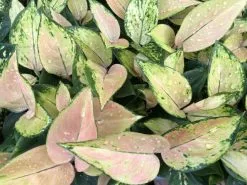 Aglaonema - Red Fountain Houseplant Pack -Plants in a Box Sales Shop IMG 2455 e2a20de6 735e 4240 968f 4b77aaa58fc2