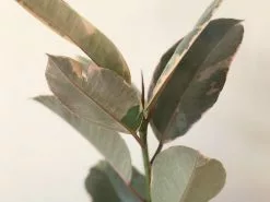 Ficus Elastica Ruby -Plants in a Box Sales Shop IMG 2473 45e8959c 1bce 431d 94cb b0af56f8ad5d