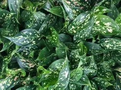 Aglaonema - Pink Dalmatian Houseplant Pack -Plants in a Box Sales Shop IMG 2492 1 99c21890 2d87 423f a9df 71f8a633a2bb