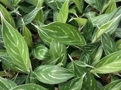 Aglaonema - Snow White 10 Aglaonema - Snow White -Plants in a Box Sales Shop IMG 2501 83db6e6a 95ff 4b37 be97 caacf7601ca5