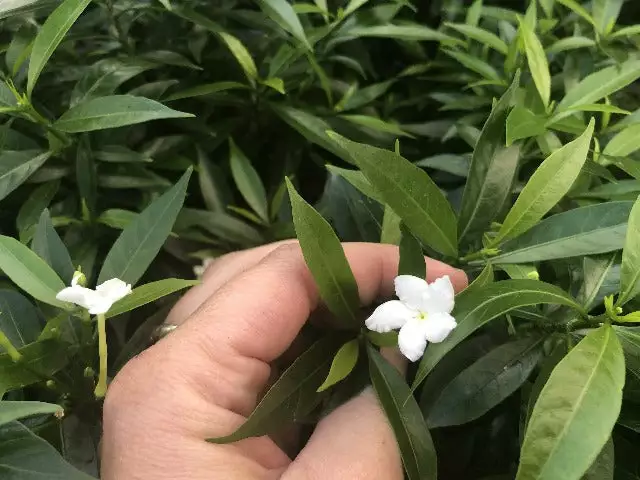 Tabernaemontana Corymbosa 8 Tabernaemontana Corymbosa - Image 6