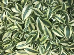 Dracaena Sanderiana White Stripe -Plants in a Box Sales Shop IMG 2509 4883dba0 d111 484f 82da ae8065479aa3