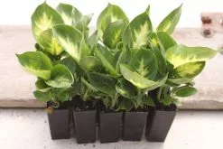 Dieffenbachia Seguine Tropic Marianne -Plants in a Box Sales Shop IMG 2542 fb9874ef 7c4a 4a56 b0ab 29f6b10c34ac