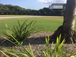 Lomandra Longifolia Mat Rush 12 Lomandra Longifolia Mat Rush -Plants in a Box Sales Shop IMG 2608 3753fa18 439a 4634 a10a febb85f2b369