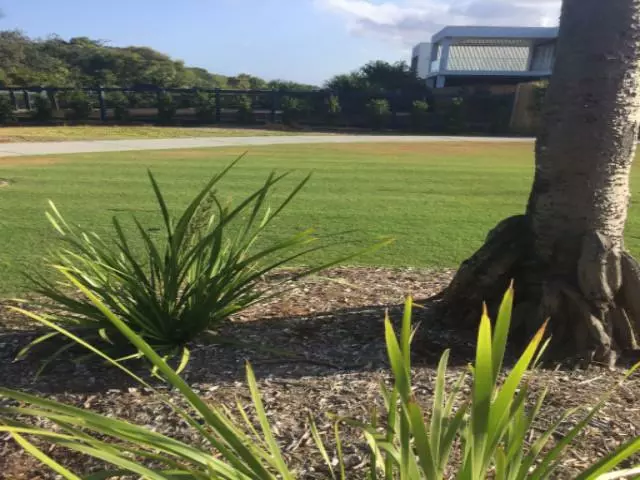 Lomandra Longifolia Mat Rush 7 Lomandra Longifolia Mat Rush - Image 5