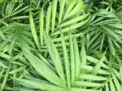 Chamaedorea Elegans Parlor Palms - 85mm -Plants in a Box Sales Shop IMG 3001 762d41a5 a949 449a b06e 313cee344098