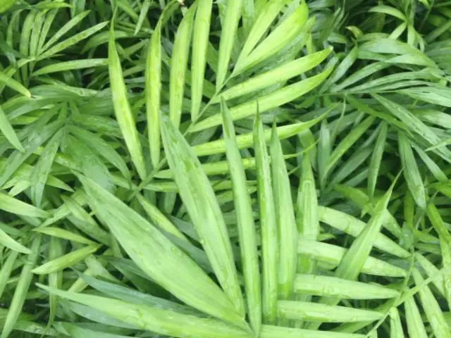 Chamaedorea Elegans Parlour Palm 4 Chamaedorea Elegans Parlour Palm - Image 2