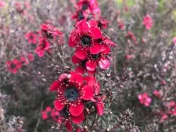 Leptospermum Rubrum Nanum