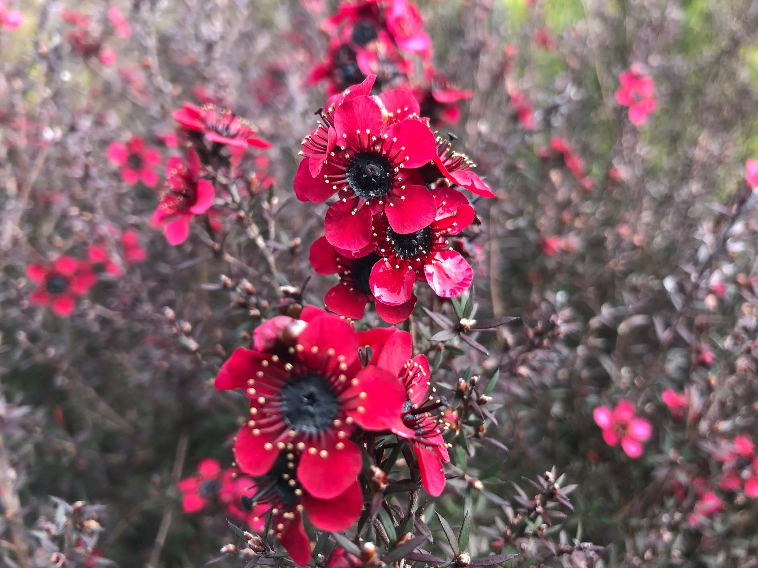 Leptospermum Rubrum Nanum 3 Leptospermum Rubrum Nanum