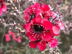 Leptospermum Rubrum Nanum 11 Leptospermum Rubrum Nanum -Plants in a Box Sales Shop IMG 3132