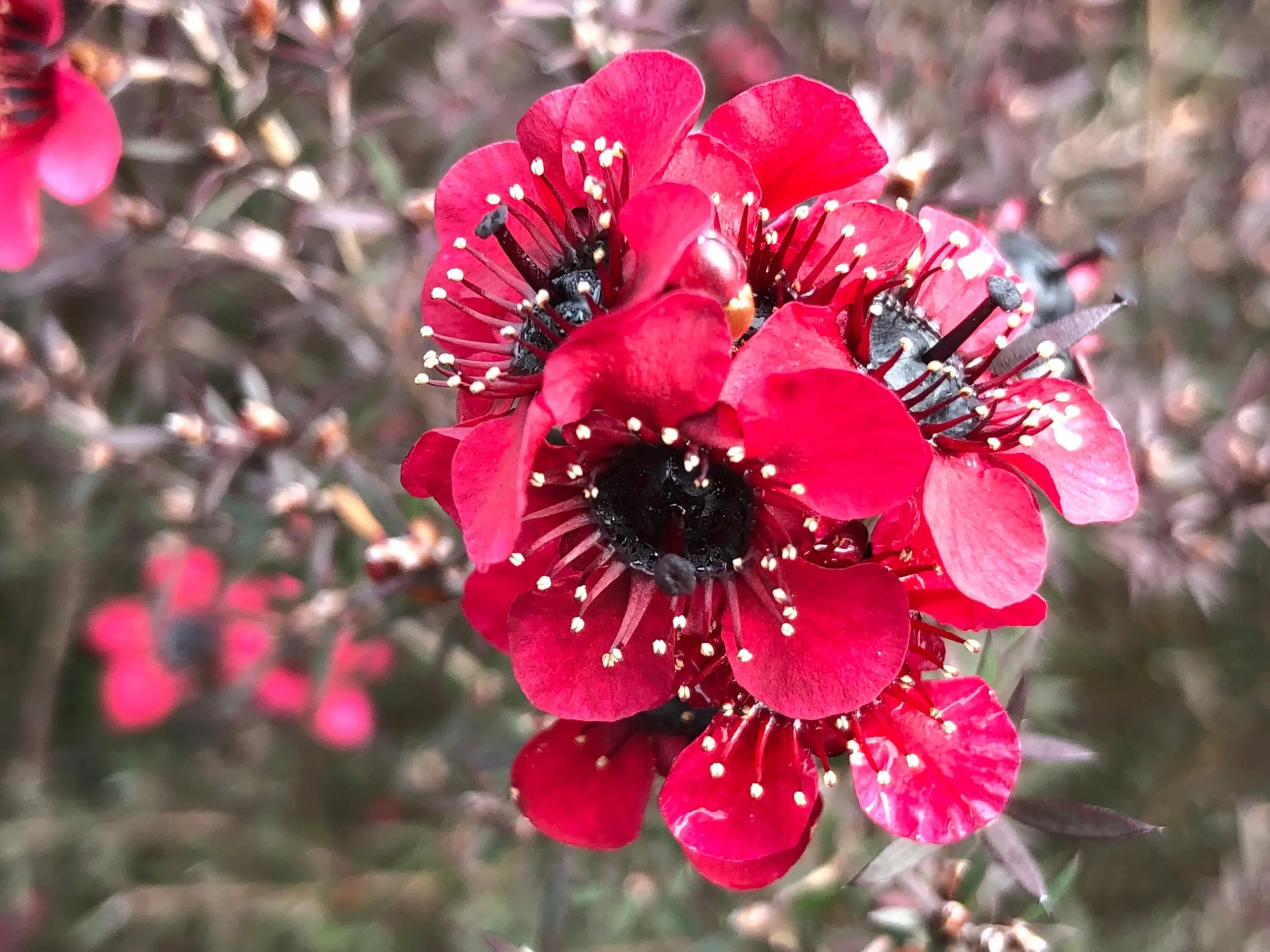 Leptospermum Rubrum Nanum 5 Leptospermum Rubrum Nanum - Image 3