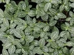 Fittonia Starlight - Green -Plants in a Box Sales Shop IMG 3141 c5c51e51 e80f 4964 81f1 b9be26c774ce