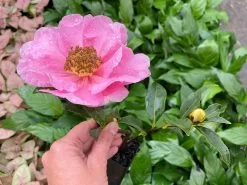 Camellia Reticulata Flower Girl (pink Flower)