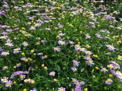 Brachyscome Mauve Delight -Plants in a Box Sales Shop IMG 32822