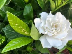 Gardenia Augusta Florida