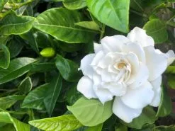 Gardenia Augusta Florida -Plants in a Box Sales Shop IMG 3286