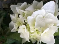 Hydrangea Alba 8 Hydrangea Alba -Plants in a Box Sales Shop IMG 3289