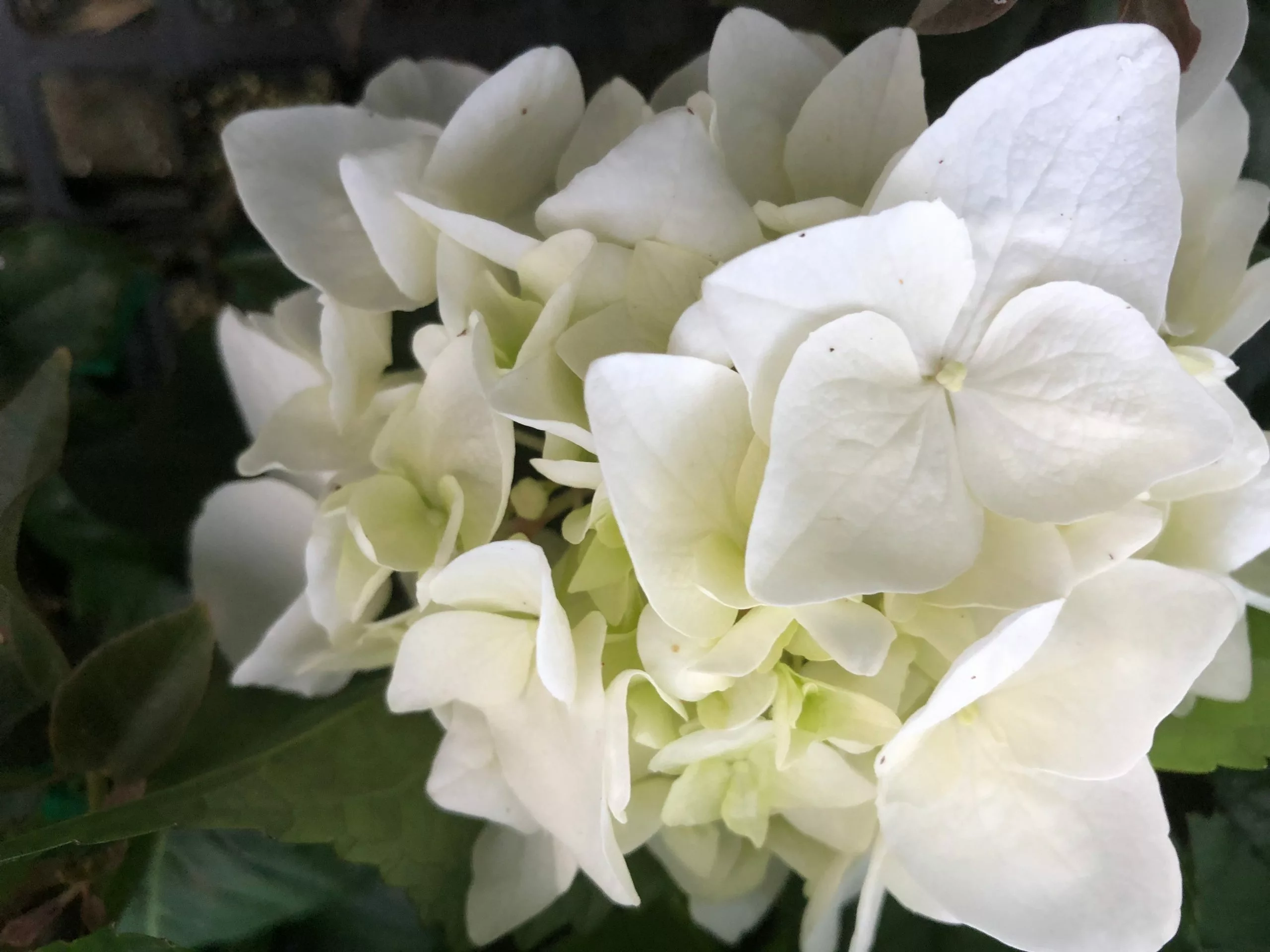 Hydrangea Alba 5 Hydrangea Alba - Image 3