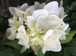 Hydrangea Alba 9 Hydrangea Alba -Plants in a Box Sales Shop IMG 3290
