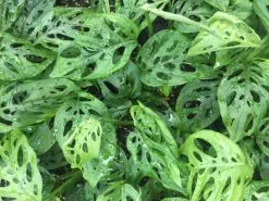 Monstera Adansonii -Plants in a Box Sales Shop IMG 3518 f4be3d2f 1a4a 4cb2 b81f 4b2be6b295aa