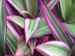 Tradescantia Dwarf Variegated Rhoeo Discolour Pink -Plants in a Box Sales Shop IMG 3521 8cbfbec1 913d 4978 95ee b490a0841c11