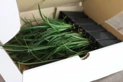 Liriope Evergreen Giant Plant (Grass-Like) Packs -Plants in a Box Sales Shop IMG 3939 eeb8e454 2757 4dce b62c 812cebcd719e