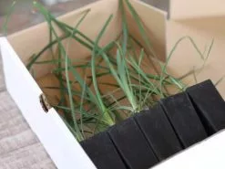 Lomandra Spicata -Plants in a Box Sales Shop IMG 3975 d2cfc25f d61c 4f31 a526 b3dd02a40f1d