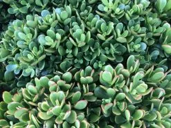 Crassula Ovata Red Edge - 85mm -Plants in a Box Sales Shop IMG 3980 99a4594e 3dfb 40d6 8e4c a603a6df8f76