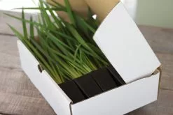 Dietes Bicolor -Plants in a Box Sales Shop IMG 3990 3e0c2bb9 47f4 4181 ba93 3cfedc8f1bd0