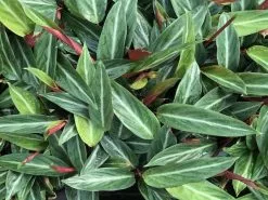 Stromanthe Sanguinea -Plants in a Box Sales Shop IMG 4176 2 15ecefbc 0a87 4048 8ff4 14354d5e319f